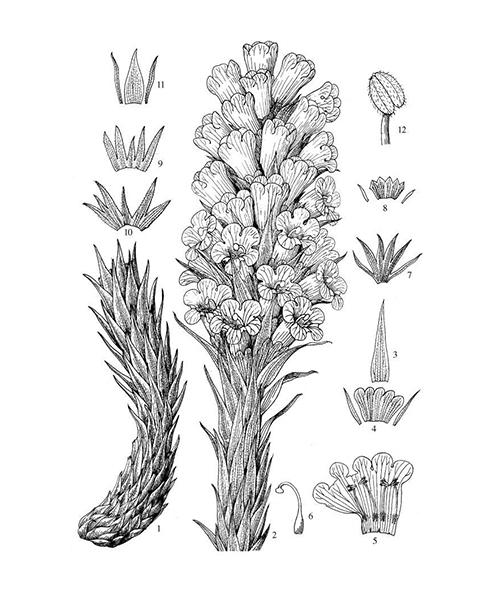 Natural compounds from  Cistanche deserticola